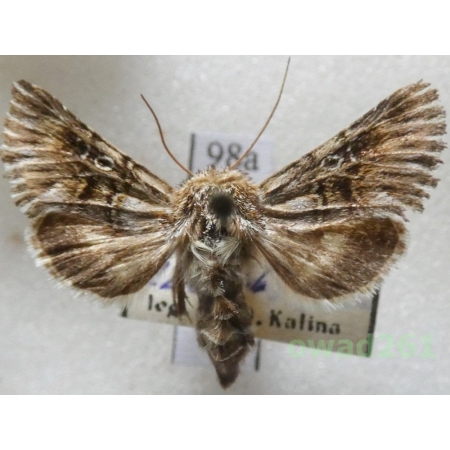 Omphalophana antirrhinii (Hübner, 1803) Czech98a